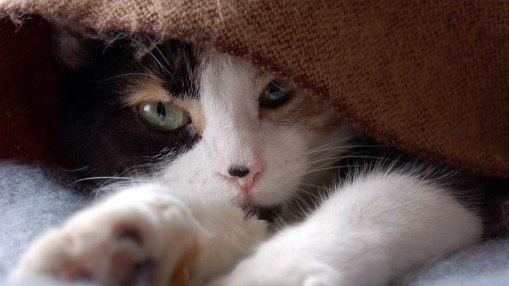 Small Cat In Blanket Looking Front